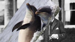 Montagem de fotos de golfinho com pessoas