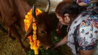 Aba Hindu benshi bafata inka nk'ibirenwa bitagatifu