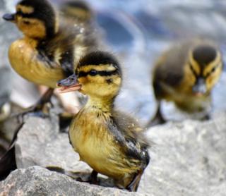 Ducklings an a rock