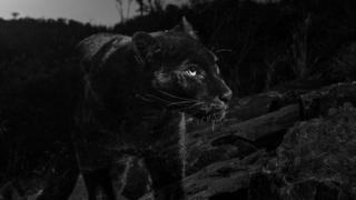Picture of a real black leopard