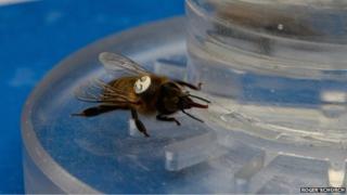 Bee drinking caffeinated nectar
