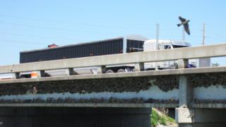 Andorinhas e seus ninhos debaixo de uma ponte
