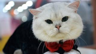 Cette thérapie censée créer un trait d'union entre collègues utilise des chats.