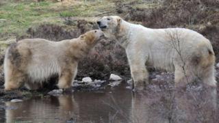 First UK polar bear cub in 25 years emerges 3