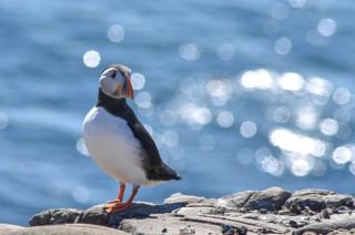 A puffin bird on a cliff