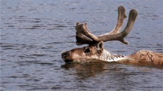 The animals are now having to swim across more water as the environment changes