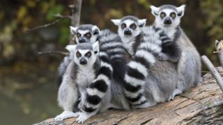 group-of-lemurs