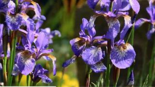 parfum