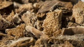 close-up photo of bone fragments