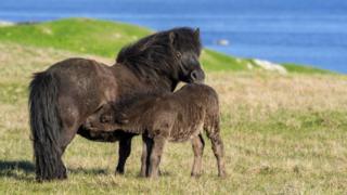 Shetland ponies on Shetland