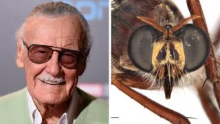 science The Stan Lee fly, or Daptolestes leei, which shares his characteristic sunglasses and white moustache