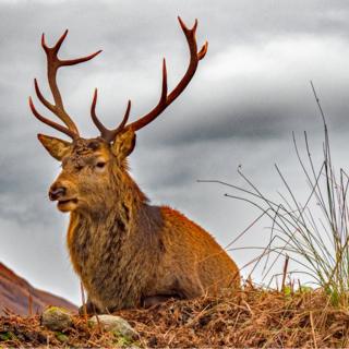 stag