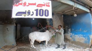 گائے سروس