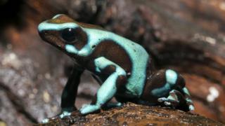 A rã venenosa preta e verde