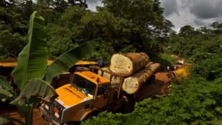 La forêt du bassin du Congo menacée par la déforestation