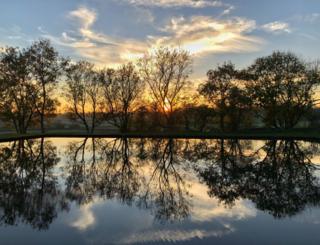 Reflection of trees in water