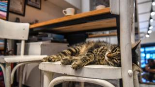 Kucing tidur