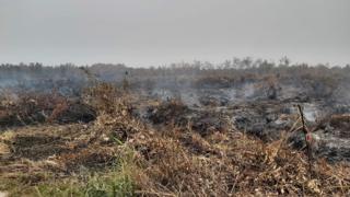 Kebakaran lahan gambut di Palangkaraya