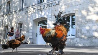 Deux coqs devant le Tribunal de Grande Instance de Rochefort, dans l'ouest de la France, où la justice doit se prononcer le cas de Maurice le coq.