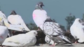 pigeons