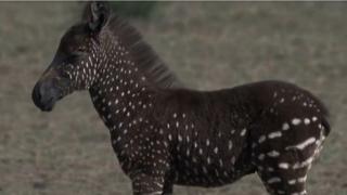 zebra na tufne