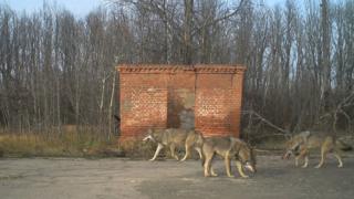 волки