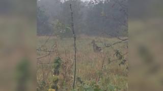 A blurry image of an animal in a field