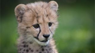 Cheetah cub Emmett