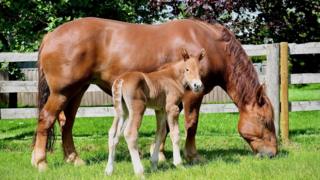 Mare and foal