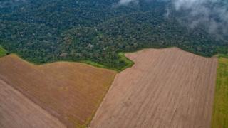 Аэрофотоснимок опустошения в Амазонке