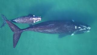 Southern right whale mother-calf pair in clear waters