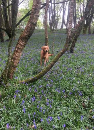 Dog with bluebells