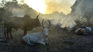 A group of cows surrounded by mist