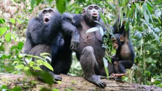 Chimpanzees in the Tai National Park, Ivory Coast, "speaking" to another group nearby