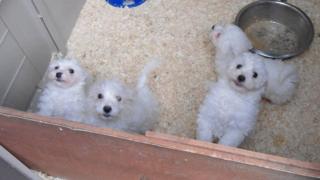 Dogs