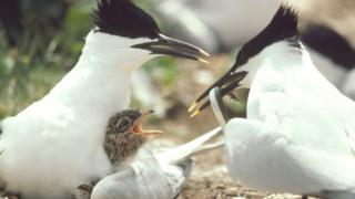 Sandwich terns