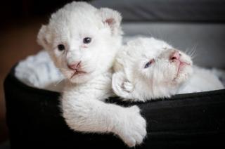 Two rare white lion cubs laying in their basket at the association Caresse de Tigre at La Mailleraye-sur-Seine, north western France