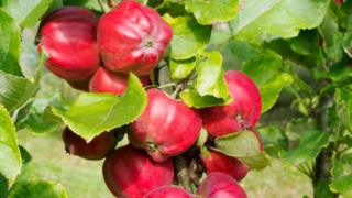 Bloody Ploughman apples