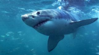 Great white shark