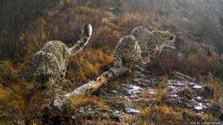 Самка с барсятами изучают ствол дерева, к которому браконьеры прикрепляли петли