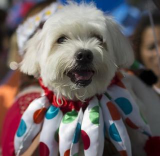 Dog at Brazil's 4-footed Carnival