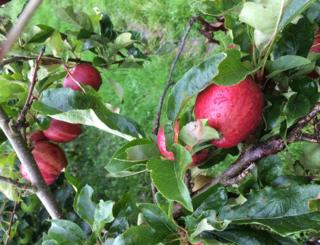 Apples in a tree