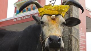 वळू