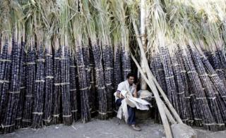 Индийский продавец сидит среди сахарного тростника, хранящегося на главном оптовом рынке, в преддверии праздников, посвященных фестивалю Понгал в Бангалоре,