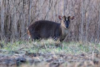 A deer spotted at RSPB Otmoor