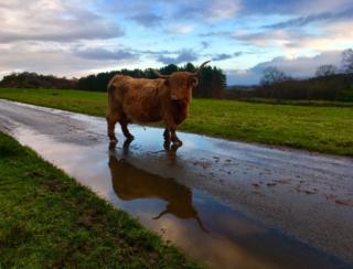 Highland cow
