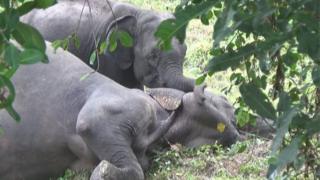 හබරණ වන අලි ඝාතන තවදුරටත්: හේතුව කුමක් ද?