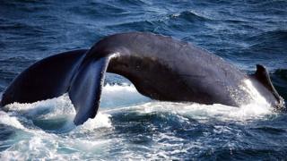 whaling