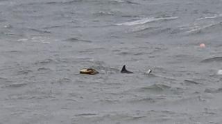 Trapped dolphin at Swanage