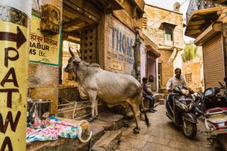 A sacred cow in a street in India